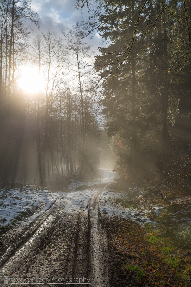 Forest road with sun shining through the fog